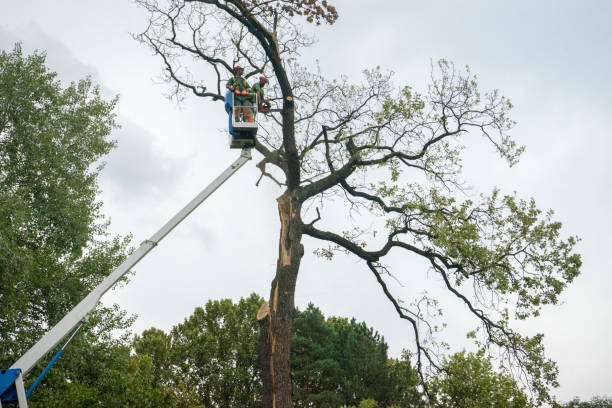 How Our Tree Care Process Works  in  Show Low, AZ